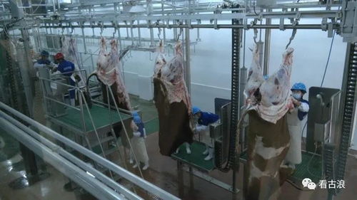 市政協調研組赴古浪縣調研農產品加工產業發展情況，聚焦超聲技術賦能產業升級